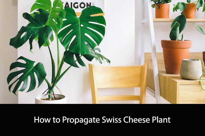 How to Propagate Swiss Cheese Plant