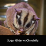 Sugar Glider vs Chinchilla