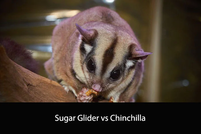 Sugar Glider vs Chinchilla