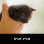 Tinker Toy Cat