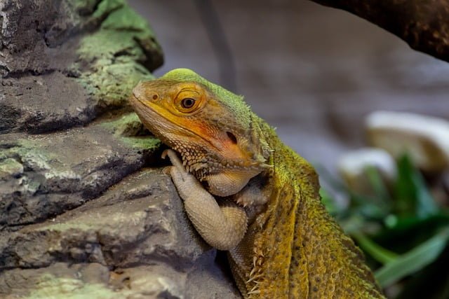 Can Bearded Dragons Eat Red Plums