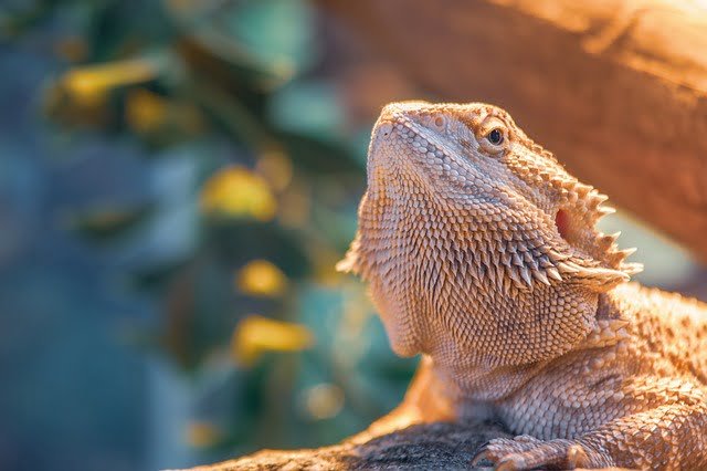 Can Bearded Dragons Eat Fennel