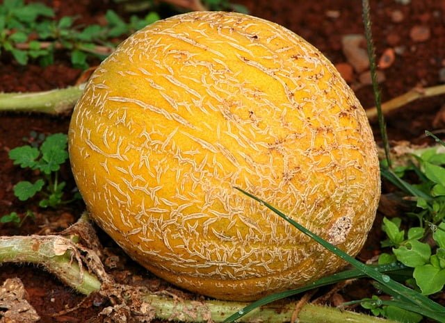 Can Rats Eat Cantaloupe Seeds
