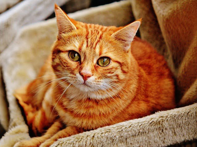 Can a Bug Zapper Kill a Cat