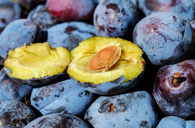 Nutritional Value of Plums for Bearded Dragons
