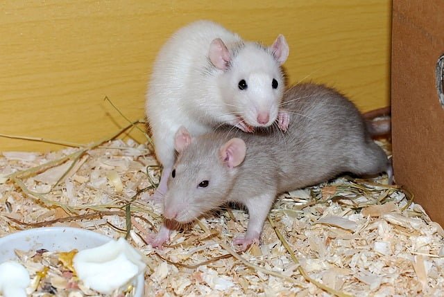 Can Rats Eat Dragon Fruit