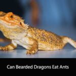 Can Bearded Dragons Eat Ants