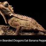 Can Bearded Dragons Eat Banana Peppers