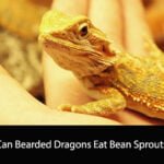 Can Bearded Dragons Eat Bean Sprouts