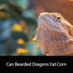 Can Bearded Dragons Eat Corn
