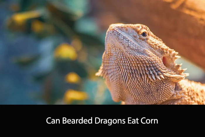 Can Bearded Dragons Eat Corn?