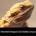 Can Bearded Dragons Eat Daddy Long Legs
