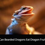 Can Bearded Dragons Eat Dragon Fruit