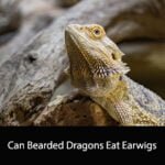 Can Bearded Dragons Eat Earwigs