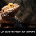 Can Bearded Dragons Eat Edamame