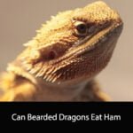 Can Bearded Dragons Eat Ham
