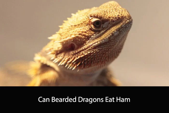 Can Bearded Dragons Eat Ham