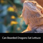 Can Bearded Dragons Eat Lettuce
