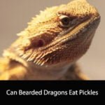 Can Bearded Dragons Eat Pickles