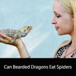 Can Bearded Dragons Eat Spiders
