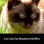 Can Cats Eat Blueberry Muffins