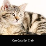 Can Cats Eat Crab