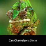 Can Chameleons Swim