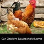Can Chickens Eat Artichoke Leaves