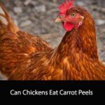 Can Chickens Eat Carrot Peels