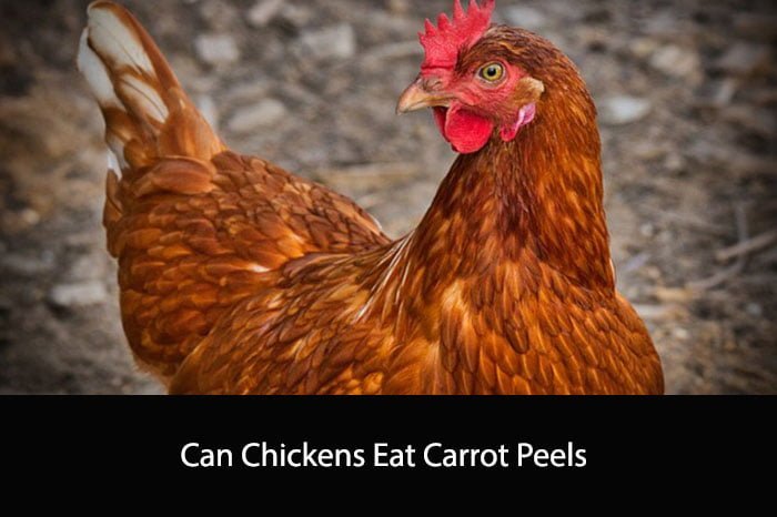 Can Chickens Eat Carrot Peels