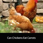 Can Chickens Eat Carrots