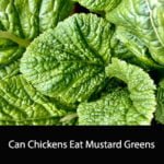 Can Chickens Eat Mustard Greens