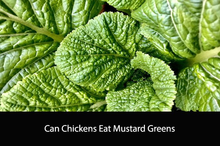 Can Chickens Eat Mustard Greens