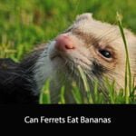 Can Ferrets Eat Bananas