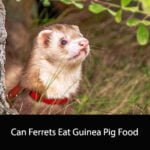 Can Ferrets Eat Guinea Pig Food