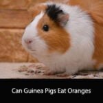 Can Guinea Pigs Eat Oranges