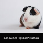 Can Guinea Pigs Eat Pistachios
