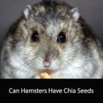 Can Hamsters Have Chia Seeds