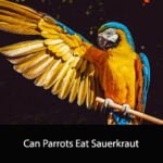 Can Parrots Eat Sauerkraut