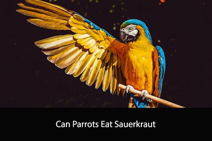 Can Parrots Eat Sauerkraut