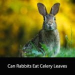 Can Rabbits Eat Celery Leaves