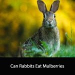 Can Rabbits Eat Mulberries