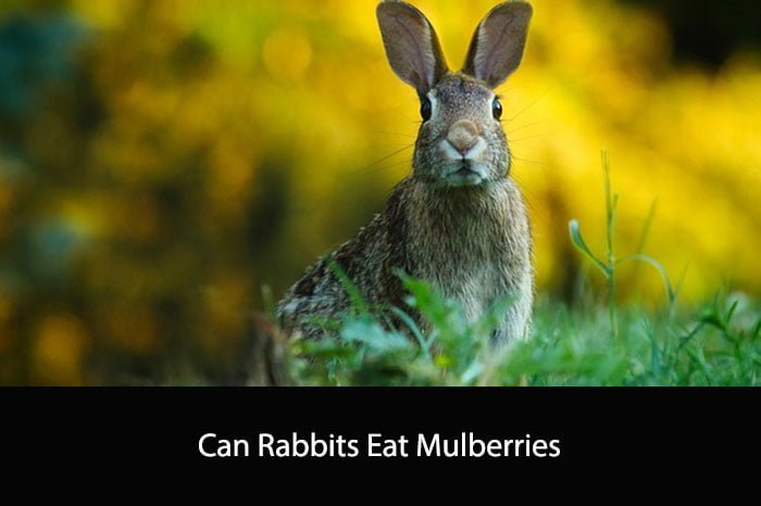 Can Rabbits Eat Mulberries