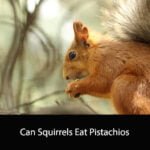 Can Squirrels Eat Pistachios
