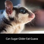 Can Sugar Glider Eat Guava
