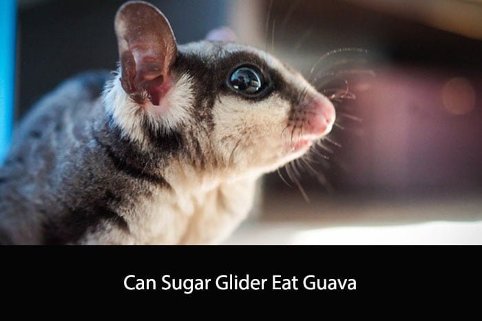 Can Sugar Glider Eat Guava