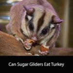 Can Sugar Gliders Eat Turkey