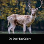 Do Deer Eat Celery