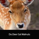 Do Deer Eat Walnuts