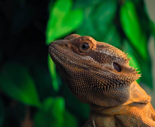 Can Bearded Dragons Eat Corn